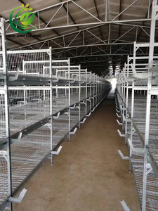 Poulailler automatique pour poules pondeuses, type H, en acier galvanisé, entretien facile, contrôle centralisé, pour l'élevage à grande échelle, Nouveau - Product Image 5