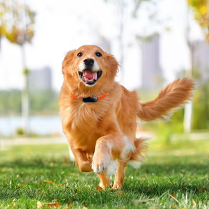 Vật nuôi Tracker <span class=keywords><strong>GPS</strong></span> định vị cổ áo chống mất theo dõi khả năng hiển thị cao TPU tráng kẽm hợp kim nhựa - Product Image 1