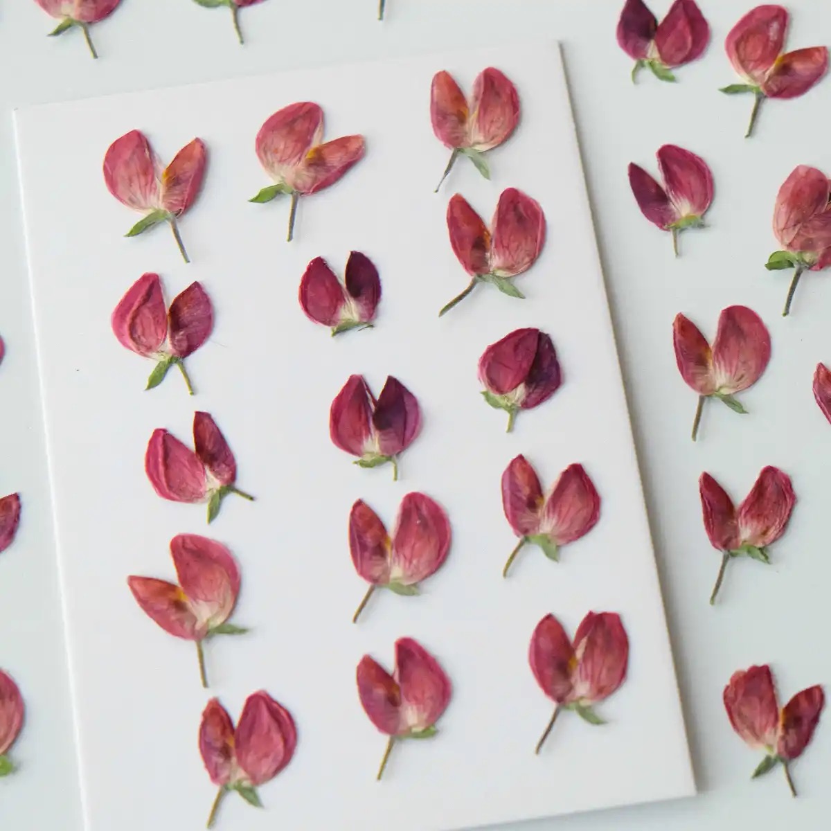 สีแดงธรรมชาติ MH504