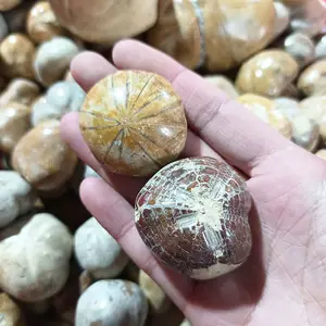 3-6 cm Natural Sea Urchin Fossil Decorative Crystal Sea Urchin Specimens for Stone Collection & Home Decoration