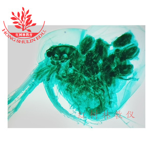 Estructura de specimen transparente, estándares típicos de la educación superior, experimentos didácticos con specimen biológicos completos, preparados microscópicos. - Product Image 2