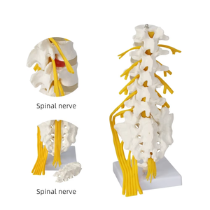 Mô hình cột sống thắt lưng mô phỏng cao Kích thước cuộc sống 1:1 con người thực sự của mô hình dây thần kinh phụ kiện thắt lưng thứ 5 - Product Image 1