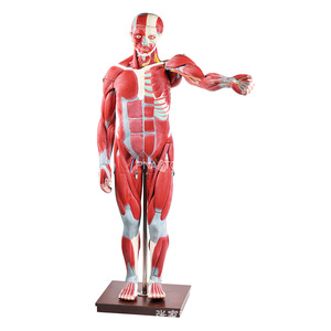 Modelo Muscular de <span class=keywords><strong>Cuerpo</strong></span> Completo de 170 cm, Figura Muscular para Enseñanza Anatómica, Torso <span class=keywords><strong>Humano</strong></span> <span class=keywords><strong>con</strong></span> Órganos Internos, Modelo de Anatomía, Herramienta Especial - Product Image 1