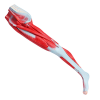 Modèle d'anatomie musculaire des membres inférieurs humains enseignement médical anatomie musculaire 3D jambe 9 parties modèle musculaire d'homme