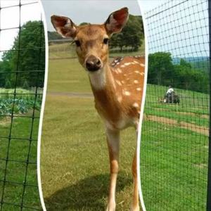 Filet anti-cerfs en PP résistant aux UV, très vendu, pour fermes, vergers et cultures de jardin – Clôture robuste contre les cerfs - Product Image 6