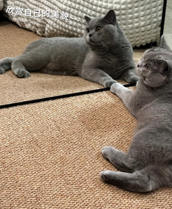 Tapis à gratter multifonctionnel pour <span class=keywords><strong>chat</strong></span> avec tissage de précision pour la <span class=keywords><strong>protection</strong></span> des meubles et le confort des animaux - Product Image 1