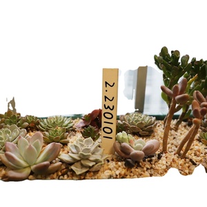 ป้ายไม้ติดต้นไม้ขนาดเล็กสำหรับไม้อวบน้ำ ต้นไม้กระถาง และดอกไม้ - ป้ายสวนที่เหมาะอย่างยิ่ง - Product Image 4