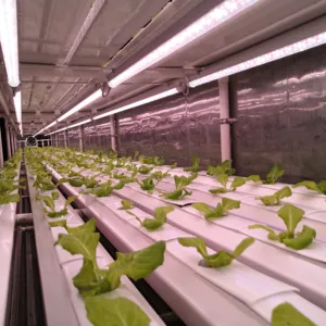 Container trang trại hydroponics thức ăn gia súc hệ thống/container nhà kính cho rau