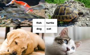 Machine extrudeuse de type sec pour aliments pour poissons, nouvelle conception 2025, machine à granulés d'aliments pour poissons - Product Image 6