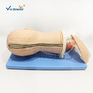 Fortschrittliches Multifunktionales Atemwegsmanagement-Modell für Medizinwissenschaft und Schule - Product Image 2