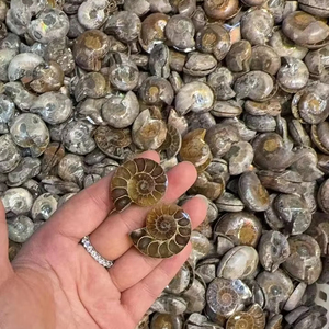 Cristales naturales de alta calidad de calidad AAA, piedra curativa, amonita, fósiles coloridos a la venta, forma mixta, amonita, precio de fábrica, lote - Product Image 1