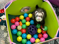Ferret et petits animaux Pop-N-Play Ball Pit Pop-N-Play Ball Pit pour petits animaux Ferret Ball Pit Toy