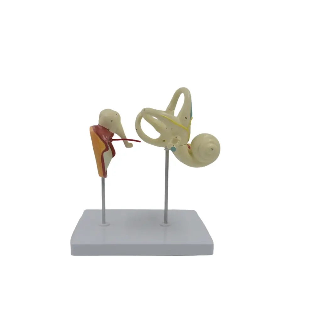 Human Ear Anatomy 3D Model Display Outer Middle Inner Ear Model with Base 3pcs 2 removable