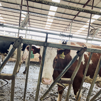 Barrière d'enclos automatique pour bétail galvanisée à chaud, équipement d'élevage, barrière d'alimentation pour vaches