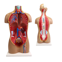 Vente en gros de torse humain à double sexe de 85cm de haut 36 pièces, modèle anatomique de torse, de muscle humain, modèle anatomique de science médicale