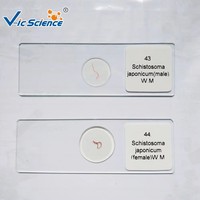 High Quality 40pcs Parasitology Microscope Prepared Slides