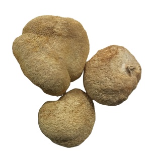 Detan Champignons <span class=keywords><strong>Lion</strong></span>'s Mane séchés comestibles <span class=keywords><strong>de</strong></span> grande qualité - Product Image 1