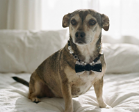 Accessoires chics pour chat, collier pour animal de compagnie BFF, collier en velours bleu avec nœud, collier pour chien avec perles, collier pour chiot mignon, cadeau pour chienne