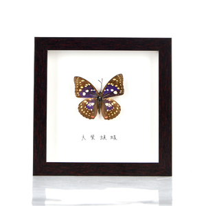 Mẫu Côn Trùng Khung Ảnh Mdf Rỗng Ba Chiều Mdf Trang Trí Khung Ảnh Khung Hộp Bóng Tối - Product Image 3