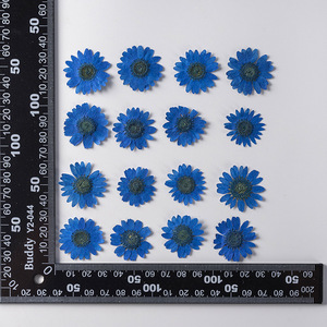 12PCS Naturel Réel Coloré Pressé Séché Daisy Fleur pour la Fabrication de Bijoux Téléphone Cas Décor - Product Image 6