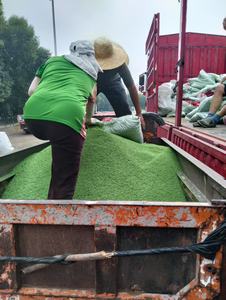 टर्फ के लिए उच्च घनत्व पर्यावरण के अनुकूल एपडीम इंफिल अच्छा शॉक अवशोषण का उपयोग करता है - Product Image 2