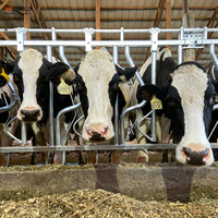 Penghalang Kepala Sapi Galvanis Celup Panas untuk Penghalang Pemberian Pakan Sapi Perah