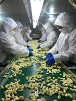 Nouvelles gousses d'ail 2026 de qualité supérieure, 500g et 2kg, en sac poly, instantanées, pratiques, hygiéniques, sûres, délicieuses, épicées et aromatiques