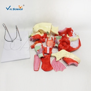 Modèle Nasal, Oral, Pharyngé et Laryngé en 10 Parties, Agrandi 2X, en PVC, pour Ressources Pédagogiques Médicales, CE ISO ROHS CNAS - Product Image 6