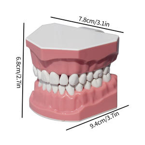Modèle d'affichage de l'espace interdentaire en résine à 28 dents et aides pédagogiques pour le brossage des dents pour la maternelle, pour l'enseignement de la bonne technique de brossage des dents - Product Image 5