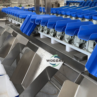 Hete Aanbieding Hoge Efficiëntie 304 RVS Fruit & Groente Noten Weeg- en Sorteermachine voor Fruitverwerkingsbedrijven