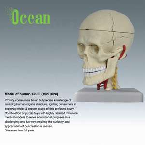 Ukuran Mini Anatomi Medis <span class=keywords><strong>Model</strong></span> Kerangka Tengkorak Plastik Manusia - Product Image 2