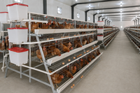 Cage à poules galvanisée de type A à 3 niveaux, capacité 96 oiseaux, accessoires complets, équipement d'élevage avicole, nouvelle capacité élevée, fabriqué en Chine