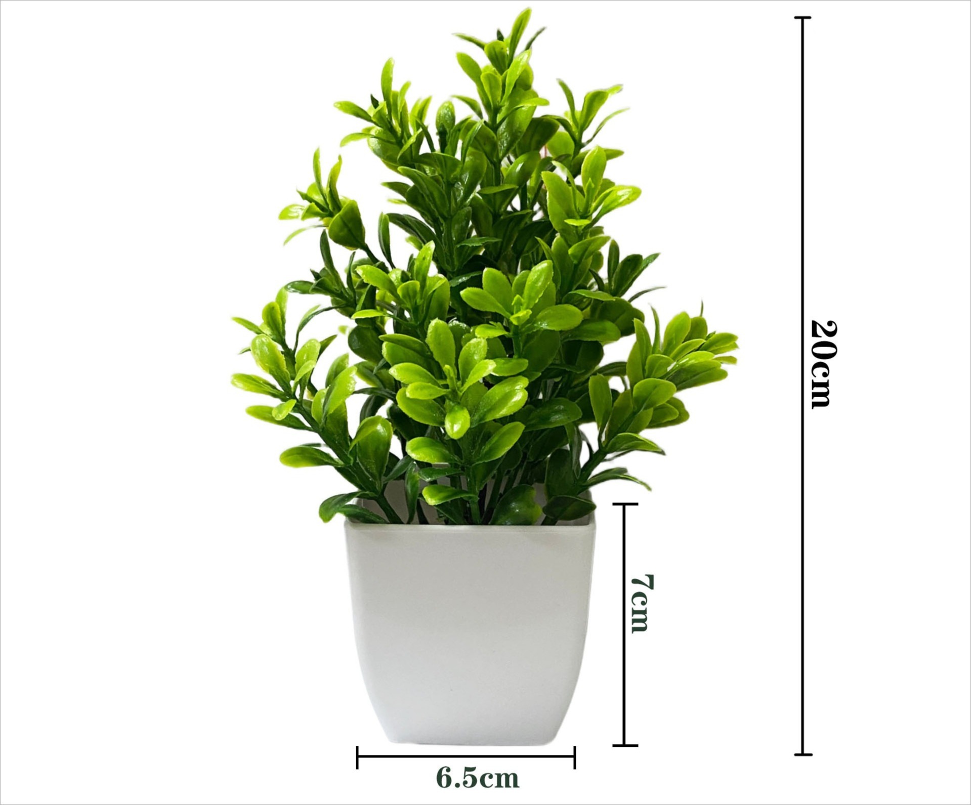Potted magnolia plants green