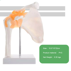 Modelo Anatómico de Articulación del <span class=keywords><strong>Hombro</strong></span> <span class=keywords><strong>Humano</strong></span> con Ligamentos - Modelo de Hueso para Ciencias Médicas en Material PVC - Product Image 5