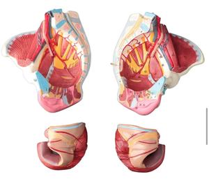 Modèle d'anatomie de bassin féminin démontable en PVC, avec muscles du plancher pelvien et nerfs, fournitures de laboratoire - Product Image 4