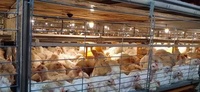 Equipo de Broiler automático para granja de aves de corral, jaula para recolección de aves, para cultivo de pollos