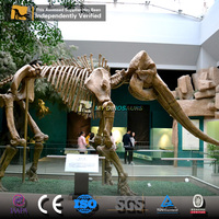 Squelette de mamouth de simulation My Dino AS001 pour la décoration de centres commerciaux et les expositions muséales, à vendre