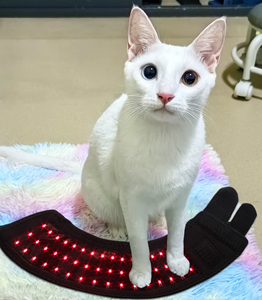Ceinture de traitement infrarouge à usage domestique pour les articulations et le cou des pattes des chats et des chiens Dispositif de soulagement et de relaxation de la <span class=keywords><strong>douleur</strong></span> spécifique au vétérinaire - Product Image 3