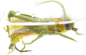 Leurre bionique artificiel de pêche à la mouche crochet de criquet réaliste <span class=keywords><strong>action</strong></span> flottante appât attrayant personnalisation - Product Image 5