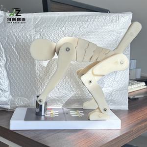 Maniquí de PVC de Tamaño Real para Demostraciones de Levantamiento de Pesas, Modelo Avanzado para Entrenamiento y Aprendizaje de la Columna Vertebral, Ideal para Escuelas - Product Image 4