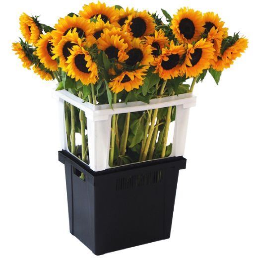 Scatola 20 Pezzi Contenitori Fertilizzante Per Piante - Mini Cestini Bonsai E Succulente - Foto 7