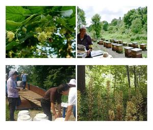 <span class=keywords><strong>Miel</strong></span> Cruda Orgánica BEESTAR al por Mayor, <span class=keywords><strong>de</strong></span> Flor <span class=keywords><strong>de</strong></span> Frutal con Rico Aroma, Buen Precio, a Granel o en Botella, Tipo <span class=keywords><strong>de</strong></span> Procesamiento Puro para Postres - Product Image 4