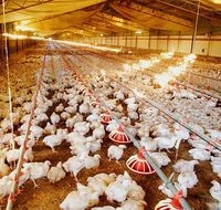 Compre nuevos bebederos automáticos para aves de corral para pollos Equipo agrícola eficiente para alimentación de pollos