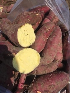 Patatas Amarillas Secas Suaves y Sabrosas para Exportación - PATATA DE ÑAME DULCE DE ALTA CALIDAD DE VIETNAM - Product Image 2