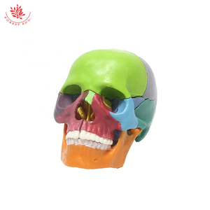 Modèle de crâne humain coloré 15 pièces Mini crâne étudiant et enfants enseignement médical anatomie crâne - Product Image 4