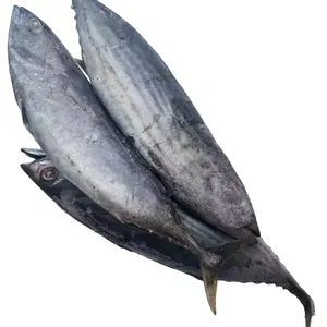 Skipjack Skipjack ikan Tuna Eleotridae kualitas tinggi