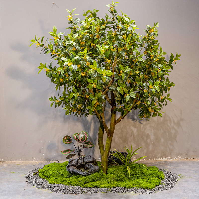 Albero di osmanto alto 2 metri