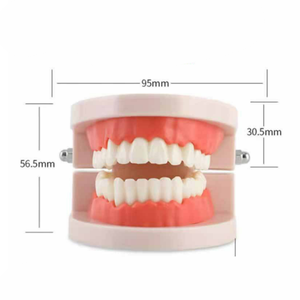 Vente en gros <span class=keywords><strong>de</strong></span> modèles dentaires standard TIANLIAN modèle dentaire en résine pour l'enseignement des dents <span class=keywords><strong>de</strong></span> <span class=keywords><strong>beauté</strong></span> modèle dentaire oral - Product Image 3