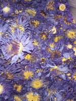 Thé de fleurs de lotus bleu de haute qualité, saveur naturelle douce, qualité alimentaire, emballé en sachet pour adultes
