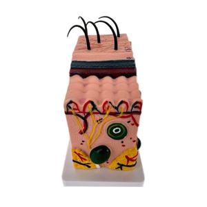 Modelo de Piel Humana de Alta Calidad, 30 Veces el Tamaño Real, para Salón de Belleza y Escuela de Medicina - Product Image 1